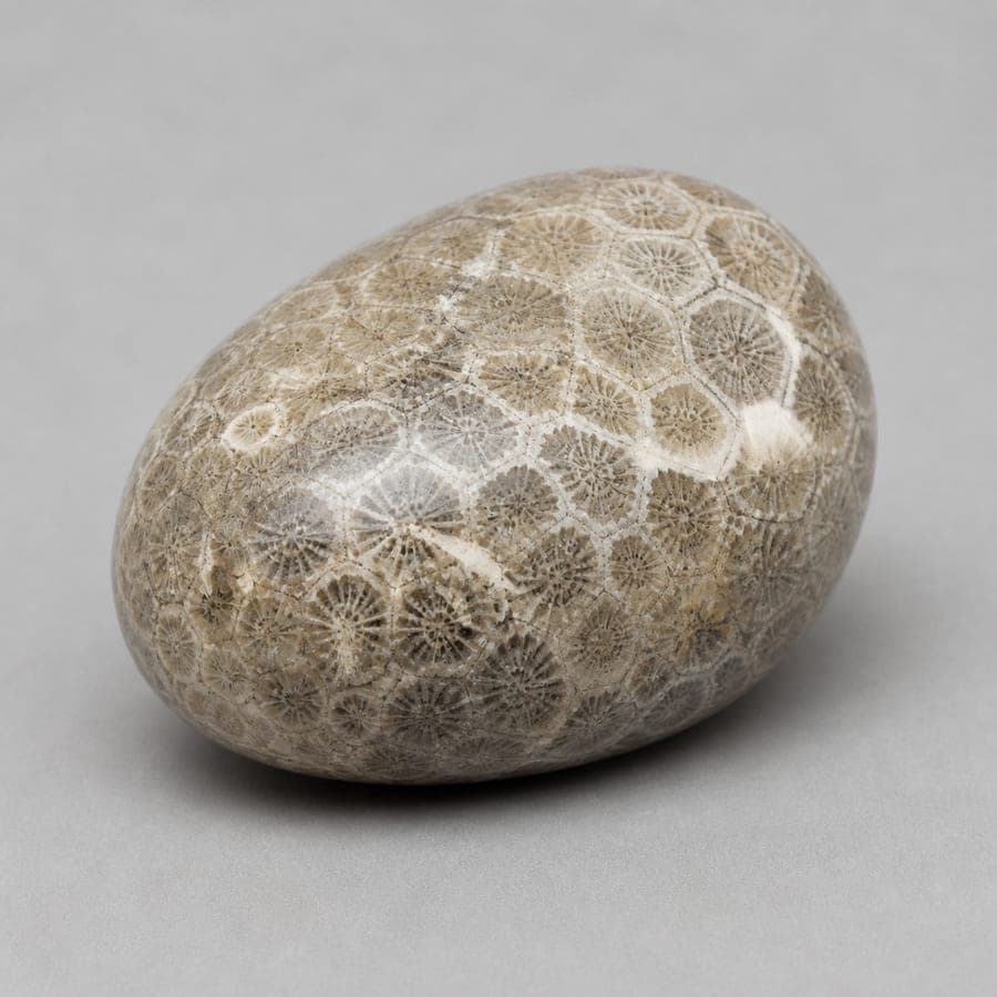 Corail fossilisé - référence experte